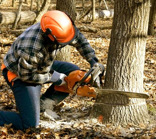 Tree Removal in Kerrick, TX
